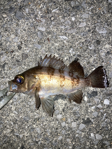 シロメバルの釣果