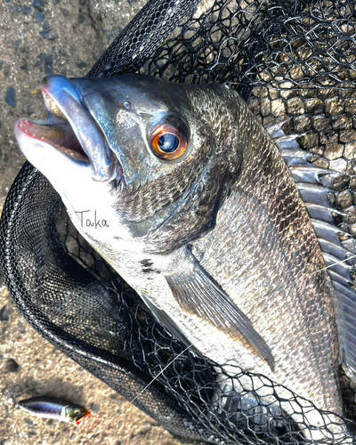 クロダイの釣果