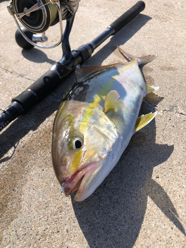 ショゴの釣果