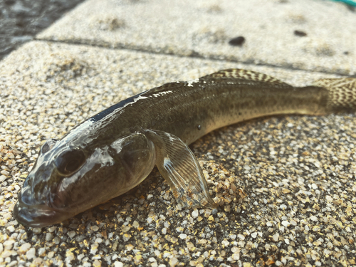 マハゼの釣果