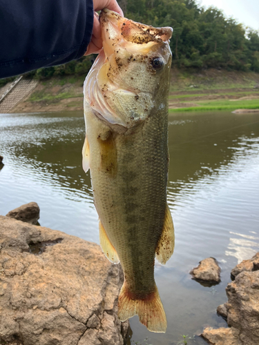 ラージマウスバスの釣果