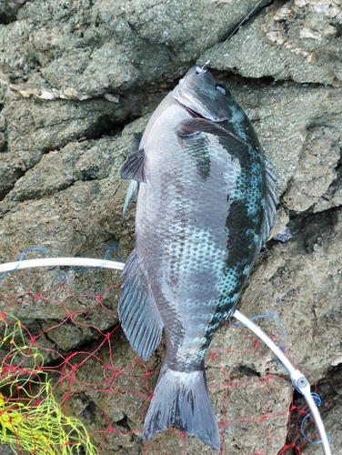 クロの釣果