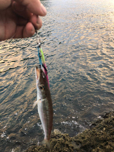 カマスの釣果