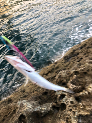 カマスの釣果