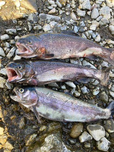 ニジマスの釣果