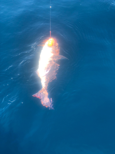 レンコダイの釣果