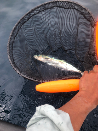 サゴシの釣果