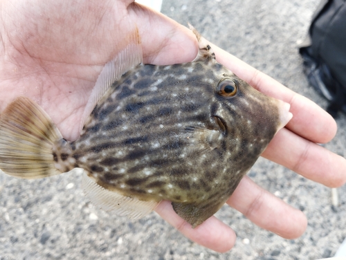 カワハギの釣果