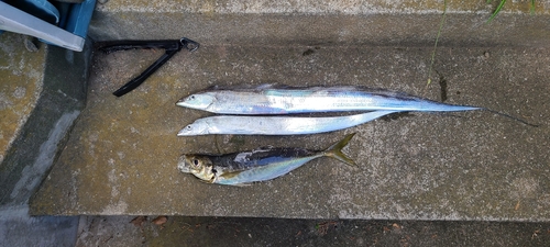 タチウオの釣果