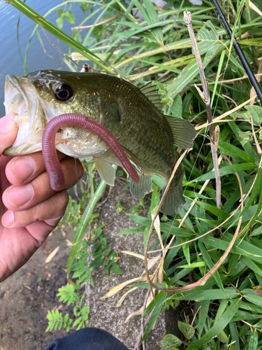 ブラックバスの釣果