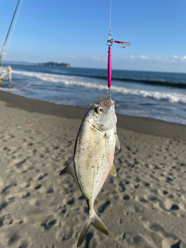 メッキの釣果