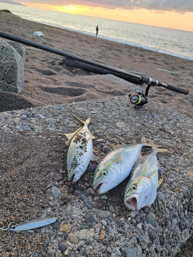 ワカシの釣果