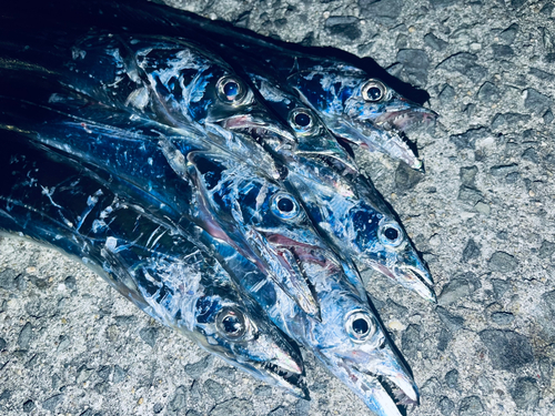 タチウオの釣果