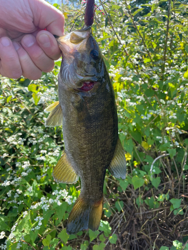 スモールマウスバスの釣果