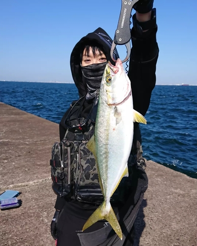 イナダの釣果