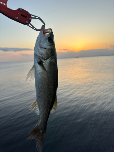 スズキの釣果