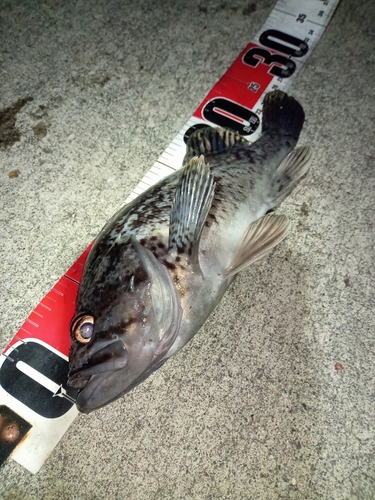 クロソイの釣果