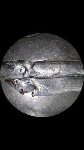 タチウオの釣果