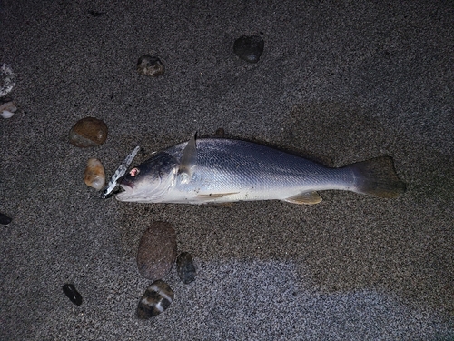 ニベの釣果