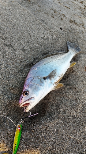 オオニベの釣果