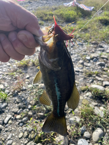 スモールマウスバスの釣果