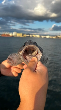 クロソイの釣果