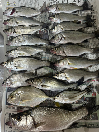 シーバスの釣果