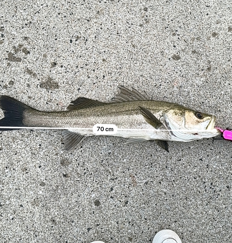 シーバスの釣果