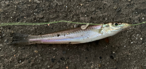 シロギスの釣果