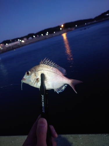 タイの釣果