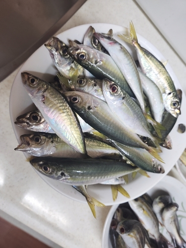 アジの釣果