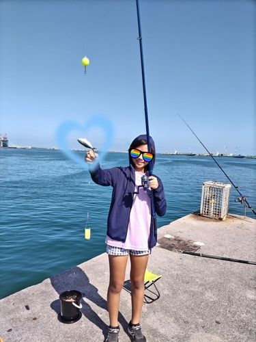 グルクンの釣果