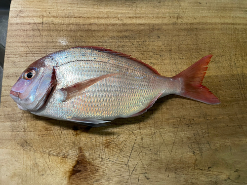 ハナダイの釣果