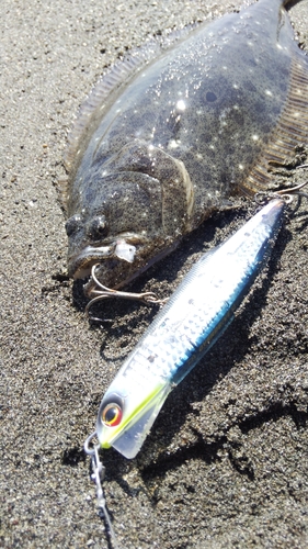 ヒラメの釣果