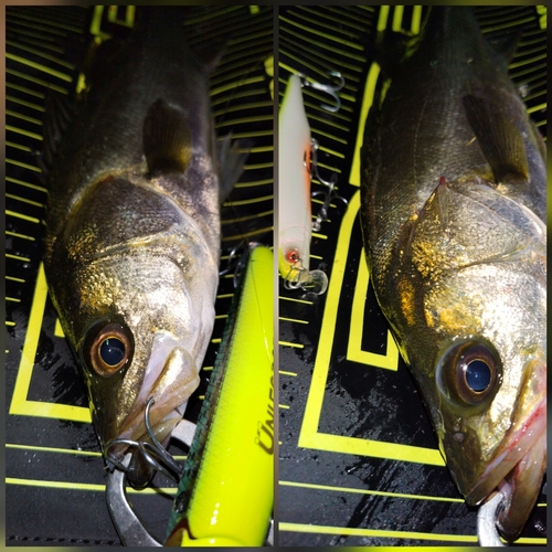 かっつぁんOZ さんの 月日のヒラメの釣り・釣果情報東京湾