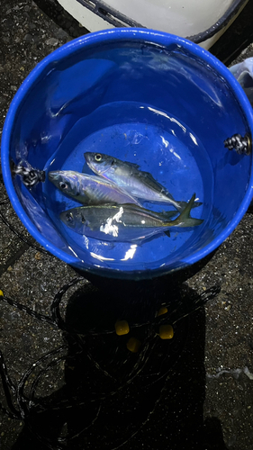 アジの釣果