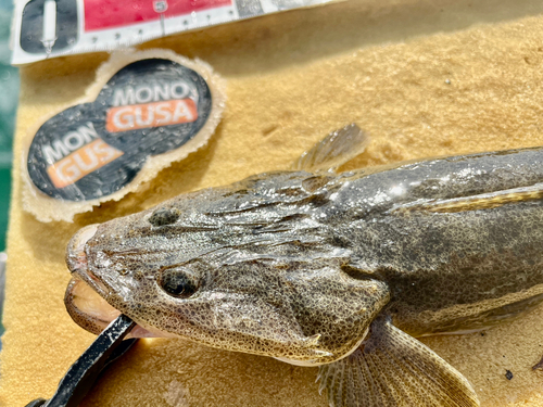 マゴチの釣果