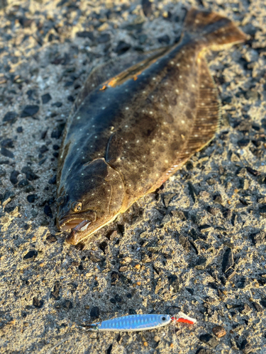 ヒラメの釣果