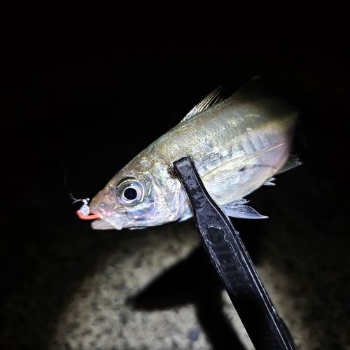 マアジの釣果