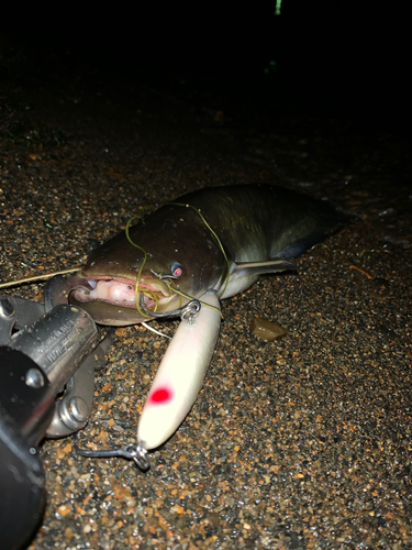 マナマズの釣果