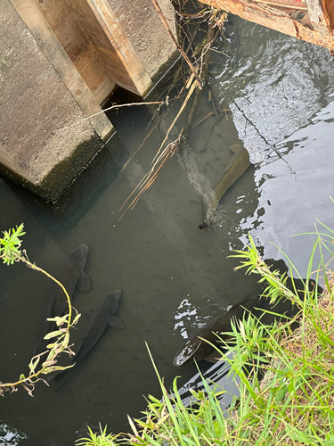 コイの釣果