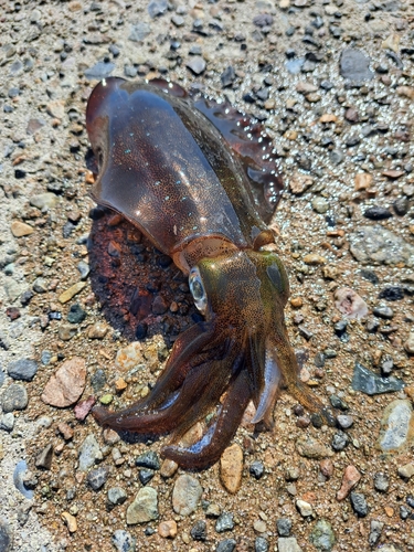 アオリイカの釣果