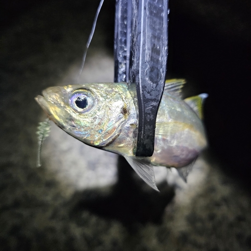 マアジの釣果