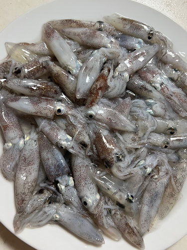 ヒイカの釣果