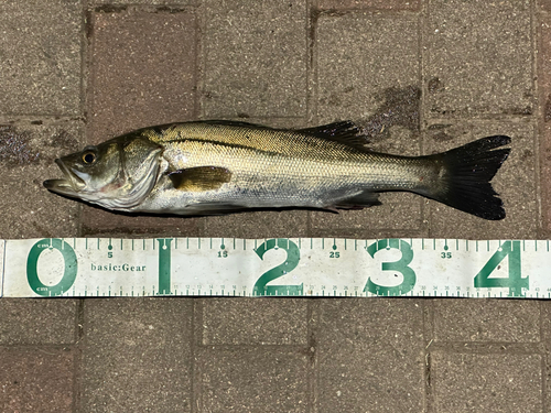 シーバスの釣果