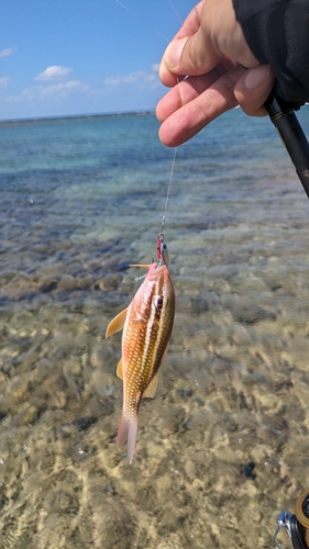 ホウライヒメジの釣果