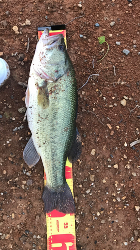 ブラックバスの釣果