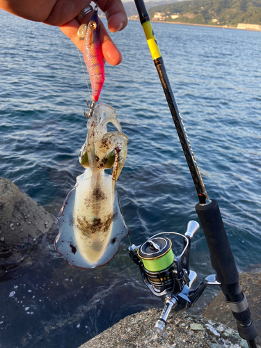 アオリイカの釣果