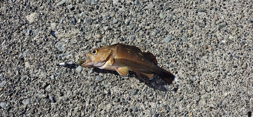 エゾメバルの釣果