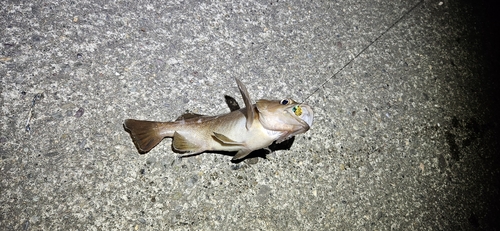 エゾメバルの釣果